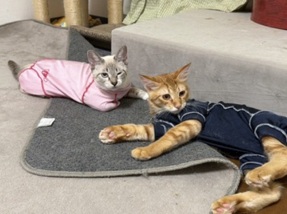 猫の実績解除　20260914