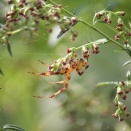 日本国内で見られる保護色の実例