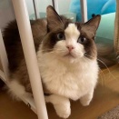 瀬戸市のにゃんず