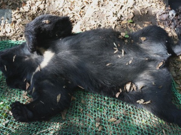 【神奈川・秦野】放したクマを再び捕獲　今回は駆除