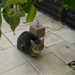 ベンガル猫BenelliとアビシニアンBenjaminと三毛猫Calicoと家族の記録