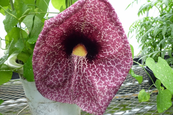 花苗生産 販売情報 花苗販売