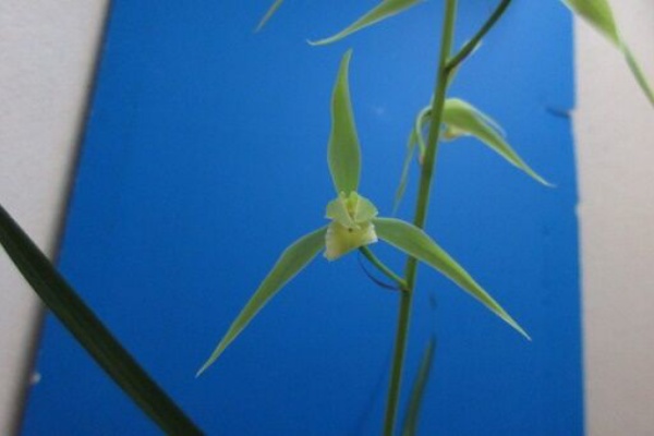 jyonaryのblog - 寒蘭