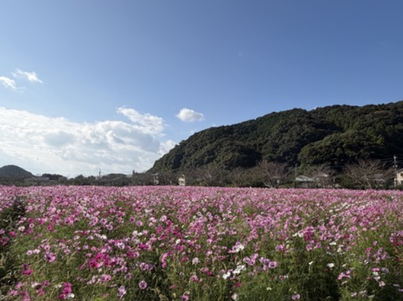 諫早・道の駅から車で10分の新スポット「飯盛町田結のコスモス畑」（諫早市飯盛町）