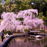 『2026.3『曹源寺』の しだれ桜 🌸 / 岡山市中区円山』の画像