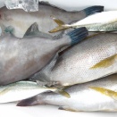 11月24日（月）晴　今日の釣果(2人分）☆☆☆