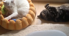 実物のﾈｺﾁｬﾝたちセカンド322