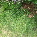 西洋芝の除草