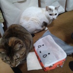 ﾈｺﾁｬﾝのﾆﾝｹﾞﾝ育成日記