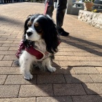 イヌじゃないの、ムスメなの☆