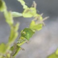 5月16日 オレンジモウミウシ