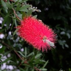 『新製品：LAOWA65mmF2.8による花～ブラシの木＆アザミ　2020/06/19』の画像