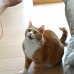 ミミオレ。