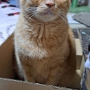 譲渡会のご案内