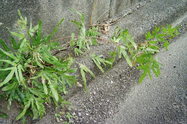雑草をめぐる物語 シダ類