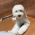 真っ白な可愛いワンちゃん🐶