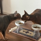 ごはんを食べるりすたんと、鼻ツンできた坊