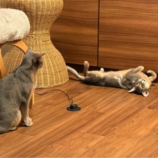 おうちごはんとおかしとねこ