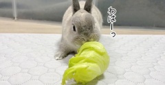 うさぎのルリ(10/2追記)