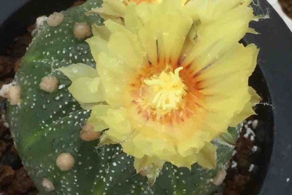 サボテン趣味人の温室 アストロフィツム