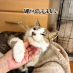 猫とお酒と日々のこと