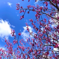 山で知り合ったワンちゃんたち