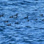 ヨット　Jennifer号 航海記　探鳥旅行記