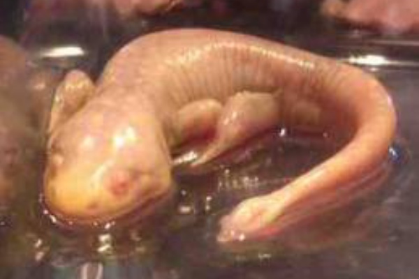 ラギアクルスがっ No Blog