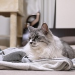 猫とふたり暮らし～evaとaiaiの日常～
