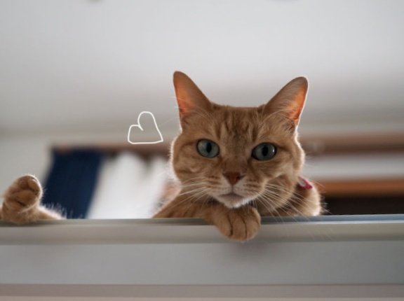下から見上げた猫♪