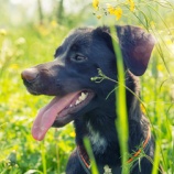 『犬をその場にじっとさせておくことが難しいですか？リードワークも実は保定の要素が強いです。』の画像