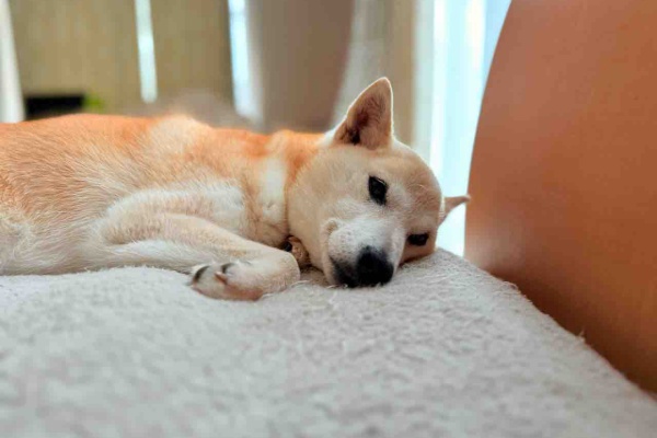 【kabochan様ご予約】 kabochan様ご予約】 かぼちゃんが切手になりました！ : かぼす