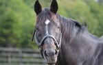 【競馬】ステイゴールド産駒の瞬発力のなさは異常(笑)