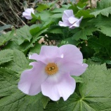 『３月３日桃の節句・福祉部「茶話会」開催』の画像