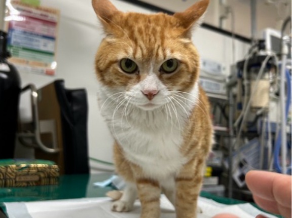 こんばんは、チャトです。FIPのマンチカンの事も、、、