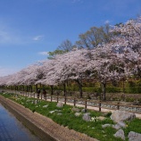 『草加公園　２０１４春』の画像