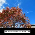 16-28写真俳句(1028)朝紅葉