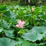 48歳・子宮体がんの記録