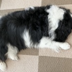 イヌじゃないの、ムスメなの☆