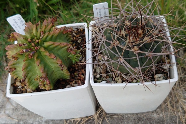 ユーフォルビア・オベサ・ドットコム - 2022年04月