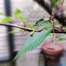 今年のチェリー… 野鳥にささげる(; ==)