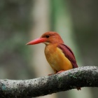 『暗い森の中で活躍するBORG107FLによるアカショウビン　2024/06/11』の画像