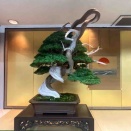 日本盆栽作風展❗️“我が子達“の晴れ姿💧