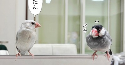 歌のお手本を聞かせてよ