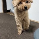 💖12歳でも仔犬みたいに見えます🐕️💕