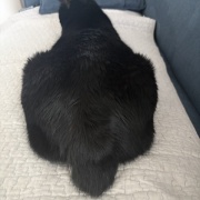 アヤちゃんの短いしっぽ