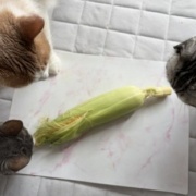 ウランにとうもろこしをお供えしました