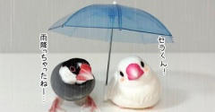 雨降らし主