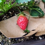 大分屋３の健康日記