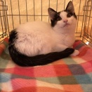 【要予約】1月11日(日)里親会のお知らせ